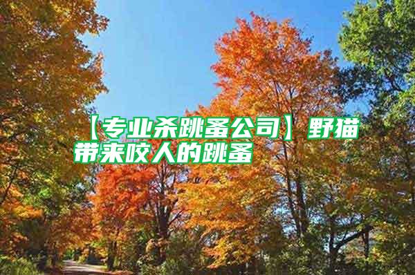 【專業殺跳蚤公司】野貓帶來咬人的跳蚤