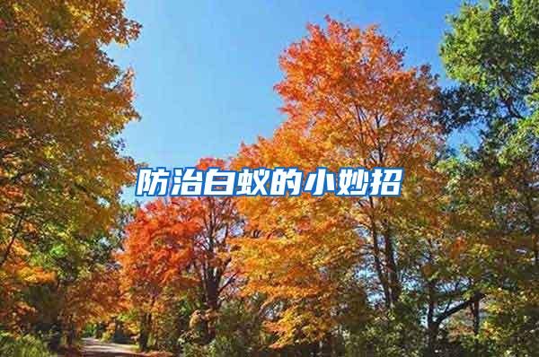 防治白蟻的小妙招