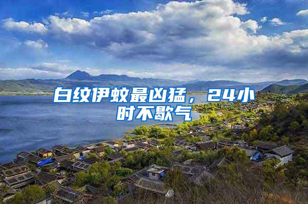 白紋伊蚊最兇猛，24小時不歇氣