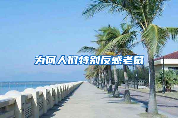 為何人們特別反感老鼠