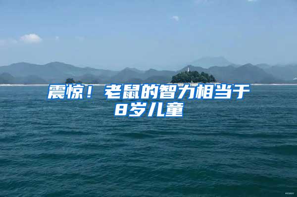 震驚！老鼠的智力相當(dāng)于8歲兒童