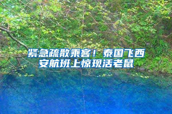 緊急疏散乘客！泰國飛西安航班上驚現活老鼠