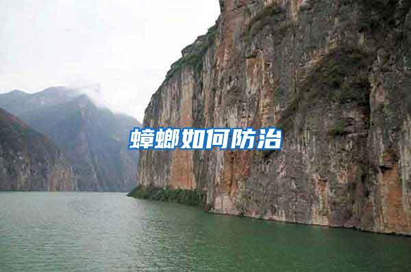 蟑螂如何防治