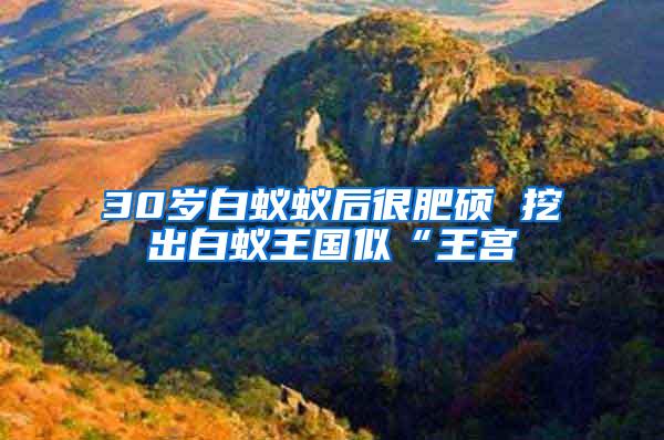 30歲白蟻蟻后很肥碩 挖出白蟻王國似“王宮
