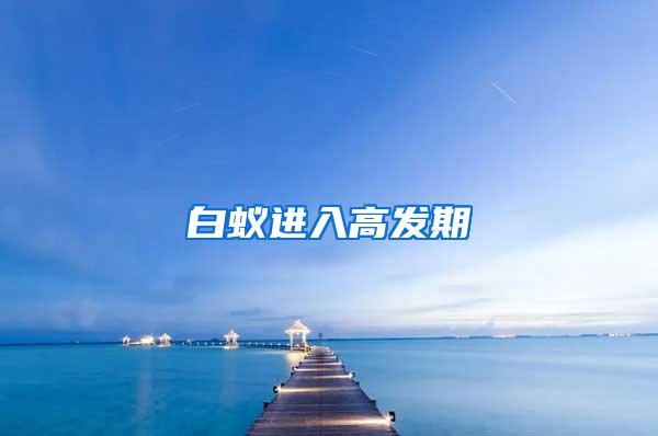 白蟻進入高發期