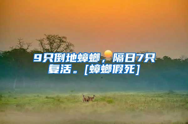 9只倒地蟑螂，隔日7只復活。[蟑螂假死]