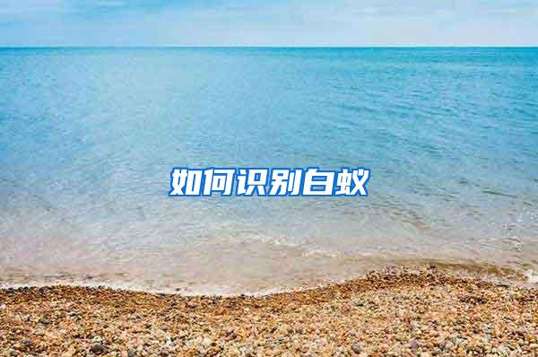 如何識別白蟻