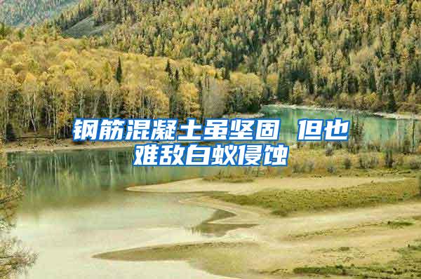 鋼筋混凝土雖堅固 但也難敵白蟻侵蝕