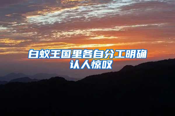 白蟻王國里各自分工明確 認人驚嘆