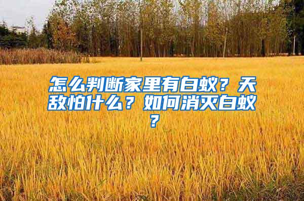 怎么判斷家里有白蟻？天敵怕什么？如何消滅白蟻？
