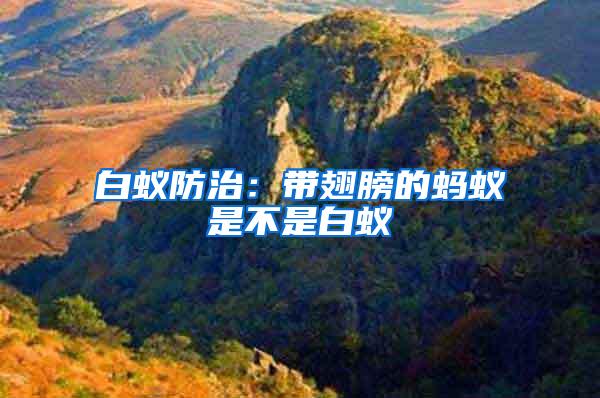 白蟻防治：帶翅膀的螞蟻是不是白蟻