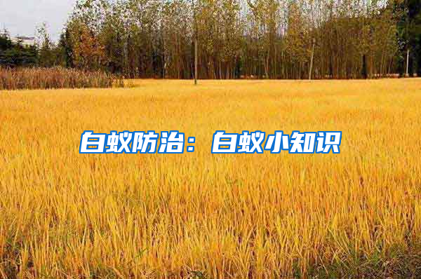 白蟻防治：白蟻小知識(shí)