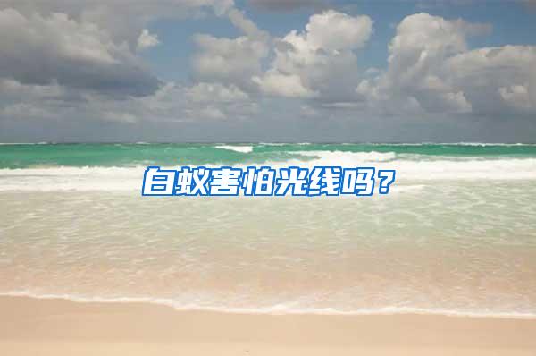 白蟻害怕光線嗎？