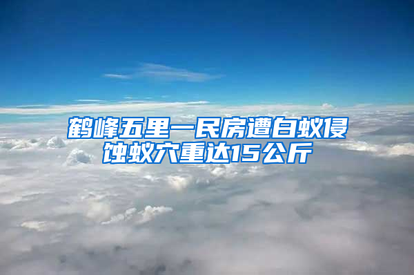 鶴峰五里一民房遭白蟻侵蝕蟻穴重達15公斤