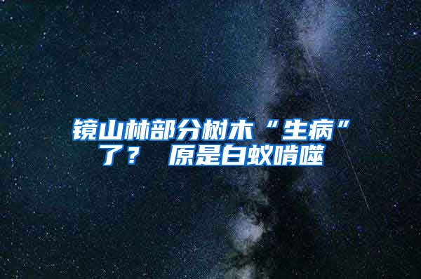 鏡山林部分樹木“生病”了？ 原是白蟻啃噬